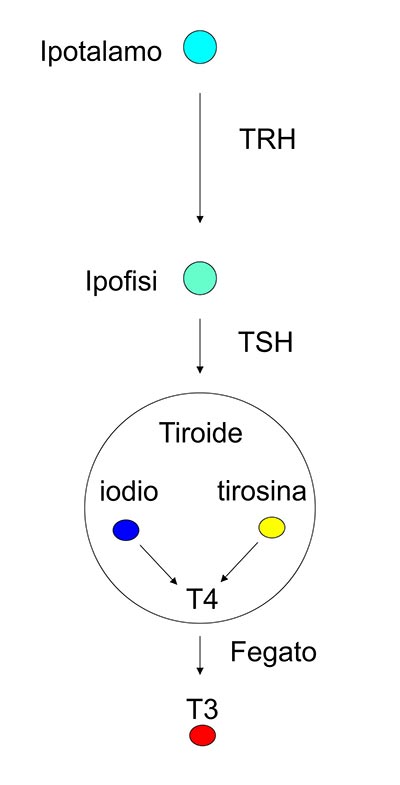 schemi-tiroide400